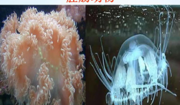 生物视频,生物视频深度解析